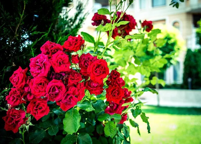 Apolonia Palace 4* Szinemorec